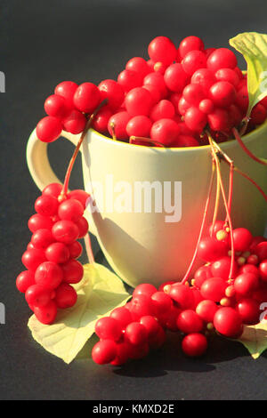 Red schizandra in die Schale auf dem dunklen Hintergrund. Ernte von schizandra Stockfoto