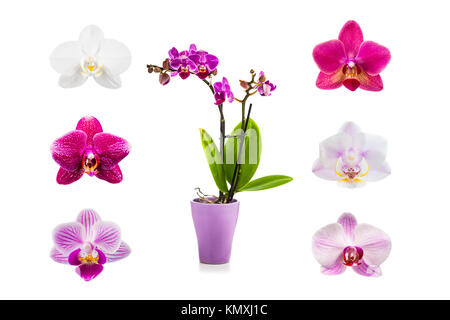 In einem Topf und sechs verschiedene Orchideen auf weißem Hintergrund isoliert Orchidee. Schönen indoor Blumen close-up. Collage. Stockfoto
