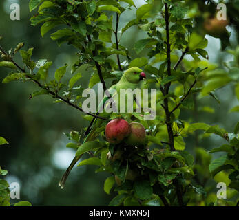 Ring-Necked Sittich, London eindringenden Stockfoto