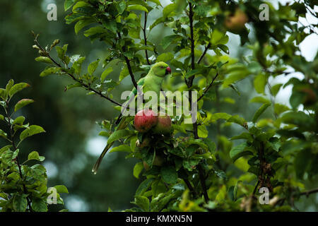 Ring-Necked Sittich, London eindringenden Stockfoto