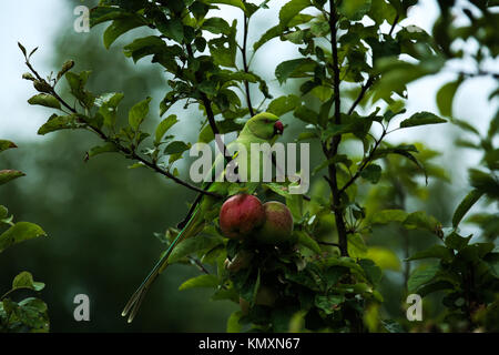 Ring-Necked Sittich, London eindringenden Stockfoto