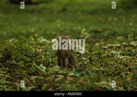 Barbary Macaque auf dem Boden Stockfoto