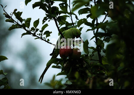 Ring-Necked Sittich mit einem Apple Stockfoto