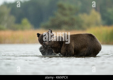 Brauner Bär/Bären (Ursus arctos), Jugendlichen, stehend im flachen Wasser und schüttelte das Wasser aus der nassen Pelz, lustige Blicke, schöne Umgebung Stockfoto