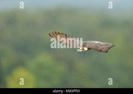 Wanderfalke/Ente Hawk/WANDERFALKE (FALCO PEREGRINUS) im Flug, in seinem Hoheitsgebiet hoch über der Landschaft, Aufruf, Wildlife, Europa. Stockfoto