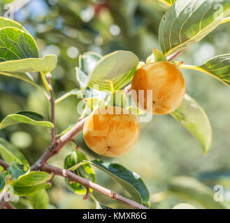 Persimone Früchte unter den grünen Blätter am Baum. Stockfoto