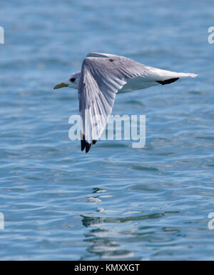 Dreizehenmöwe (Rissa tridactyla), Erwachsene im Flug niedrig über einem See, Island. Stockfoto
