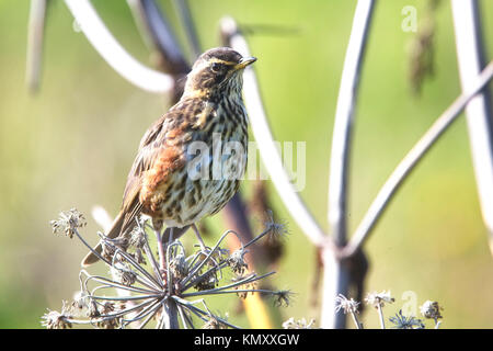 Rotdrossel (Turdus Iliacus) auf einem Toten umbellifer, Vik, Island thront. Stockfoto