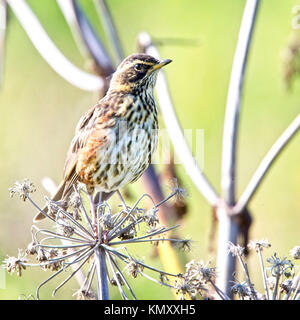 Rotdrossel (Turdus Iliacus) auf einem Toten umbellifer, Vik, Island thront. Stockfoto