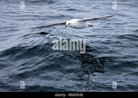 Northern Eissturmvogel (Fulmarus glacialis) gleiten über das Meer aus Island. Stockfoto