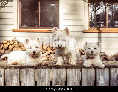 Paket 3 West Highland White Terrier westie Hunde auf alten hölzernen Holz Veranda Deck der ländlichen Queenslander Villa Stil Bauernhaus in Neuseeland, N Stockfoto