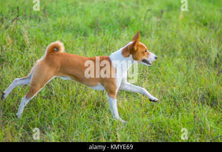 Junge basenji Hund läuft in ein herbstliches Feld Stockfoto