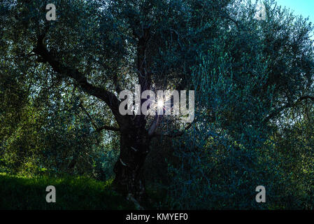 Riva del Garda - Italien Stockfoto