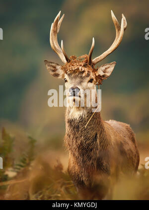 Isolierte junge Red deer Hirsch mit einer Krone während der Brunftzeit im Herbst Stockfoto