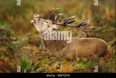 Red Deer stag Gebrüll während der Brunft im Herbst, UK. Stockfoto