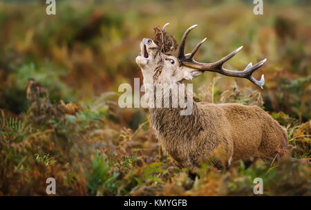 Red Deer stag Gebrüll während der Brunft im Herbst, UK. Stockfoto