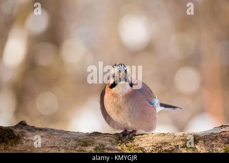 Hawfinch Coccothraustes coccothraustes, sitzen auf einem Baumstumpf. Tierwelt. Europa, Land der Slowakei. Stockfoto