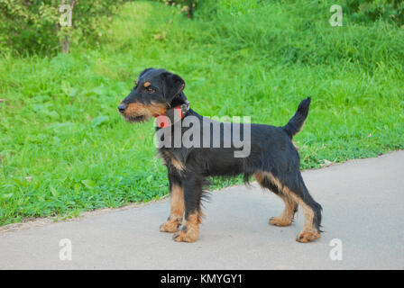 Junge Hunde Rassen Deutsche Jagd Terrier (badbergen) auf einem Hintergrund von grünem Gras. Von der Seite. Stockfoto
