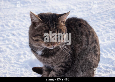 Tabby Cat Close-up. Sitzt im Schnee. Stockfoto