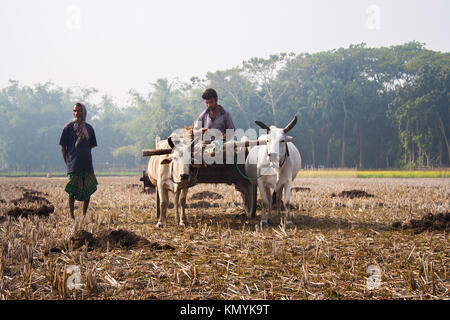 Bullock-Kartrennen in ländlichen Gegend in Jessore während der Wintersaison. Bangladesch. Stockfoto