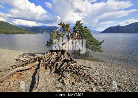 Die geneigte Kiefern auf See Teletskoe, Altai, Sibirien Stockfoto