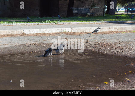 Hooded crows genießen ein Bad in einer Pfütze auf einem sonnigen Tag. Rom, Italien. Stockfoto