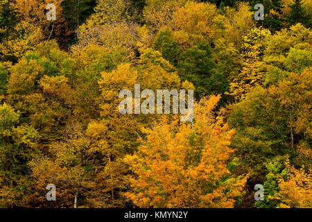 Ein stand von Laubbäumen mit thier Blätter die hellen gelben und orangen Farben des Herbstes im ländlichen New Brunswick, Kanada, Stockfoto