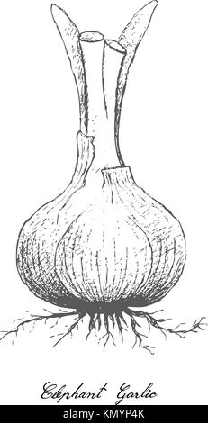 Lampe & Stammzellen Gemüse, Illustration von Hand gezeichnete Skizze Elefant Knoblauch oder Allium ampeloprasum Glühbirne auf weißem Hintergrund, zum Würzen verwendet Stock Vektor
