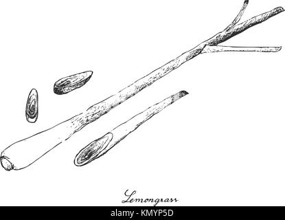 Pflanzliche Stammzellen, Illustration von Hand gezeichnete Skizze Frisches Zitronengras mit slice Lemon Grass zum Würzen in der Küche. Stock Vektor