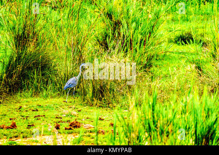 Blue Heron entlang des Olifants River im Kruger Nationalpark in der Nähe von Phalaborwa auf dem Limpopo Mpumalanga Provinz in Südafrika Stockfoto