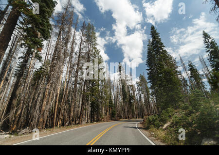 Park Road Kurven in Pine Waldfläche verwüstet Brand in Lassen Volcanic National Park Stockfoto