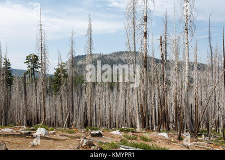 Wald Feuer verbrennen lässt Anzeichen von Schäden in Wald von Lassen National Park Stockfoto