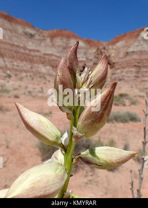 Ein typisches Mittag Szene in Utah Stockfoto