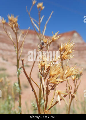 Ein typisches Mittag Szene in Utah Stockfoto