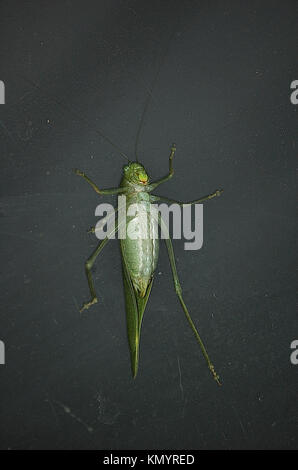 Grasshopper kriechen bis das Glas Fenster Stockfoto