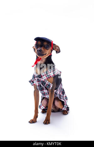 Süße schlanke schwarzhaarige Toy Terrier in der Kleidung. Stockfoto