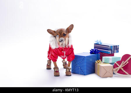 Kleine Hund mit vorhanden Boxen niedlich. Stockfoto