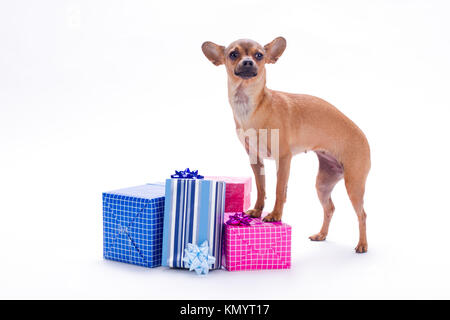 Schlanke schwarzhaarige russische Toy und Geschenkboxen. Stockfoto