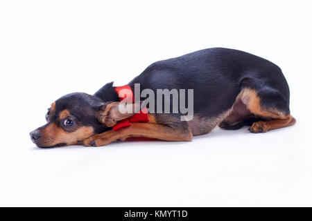 Lügen toy-Terrier, Studio gedreht. Stockfoto