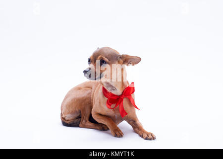 Porträt der russischen Chihuahua mit roter Schleife. Stockfoto