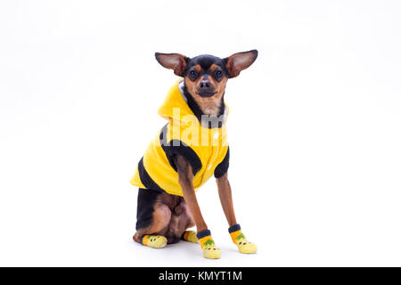 Russische toy-Terrier in gelber Kleidung. Stockfoto