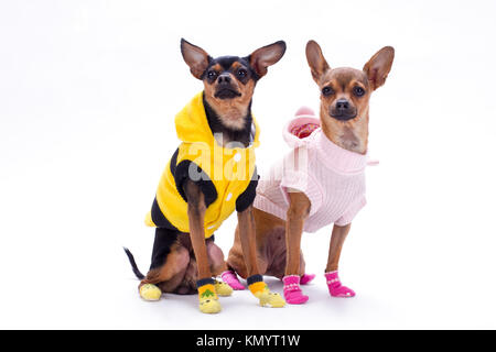 Schlanke schwarzhaarige toy-Terrier und Chihuahua. Stockfoto