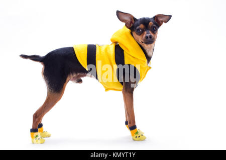 Schlanke schwarzhaarige Toy Terrier in gelber Kleidung. Stockfoto