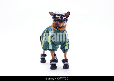 Russische toy-Terrier im Sport Kostüm. Stockfoto