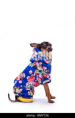 Toy Terrier in der modernen winter Kostüm. Stockfoto