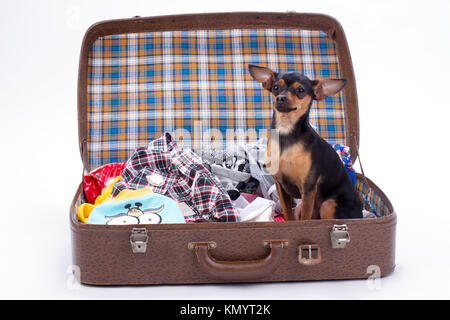 Toy-Terrier im Koffer für die Reise. Stockfoto