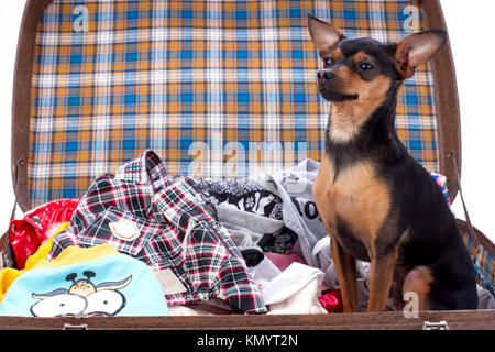 Schlanke schwarzhaarige toy-Terrier im Reisekoffer. Stockfoto