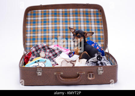 Cute toy-Terrier im Reisekoffer. Stockfoto