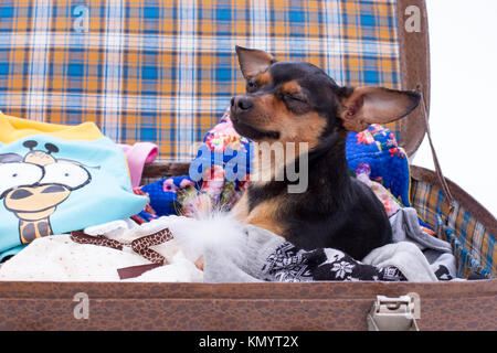 Schöne toy-Terrier im Reisekoffer. Stockfoto