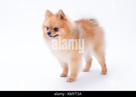 Pomeranian Welpen auf weißem Hintergrund. Stockfoto